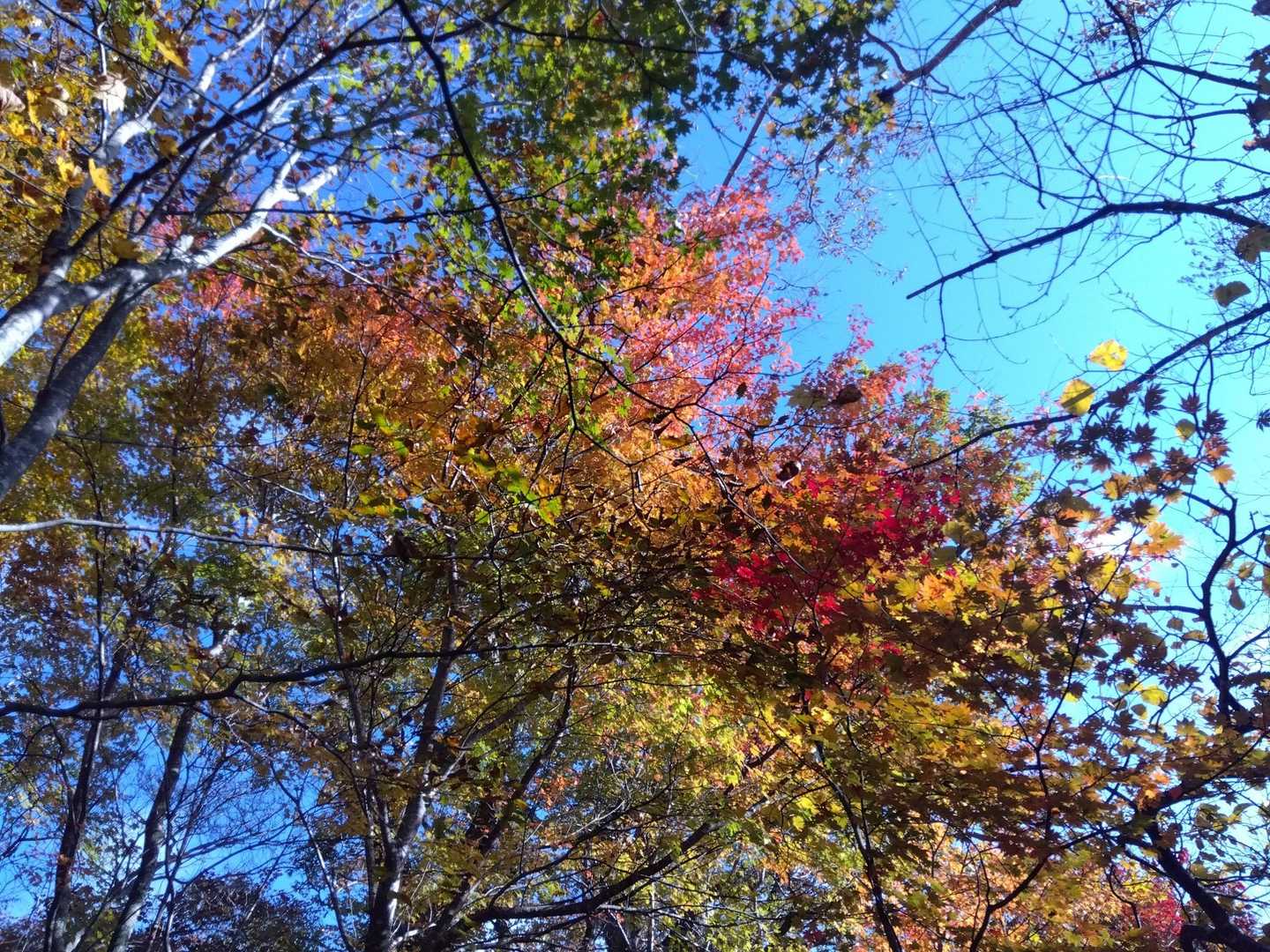 猿ヶ鼻-甲子峠-大白森山-甲子山 往復コースの写真