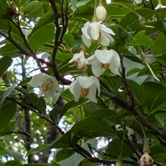 エゴノキ。下向きに花が付いています。