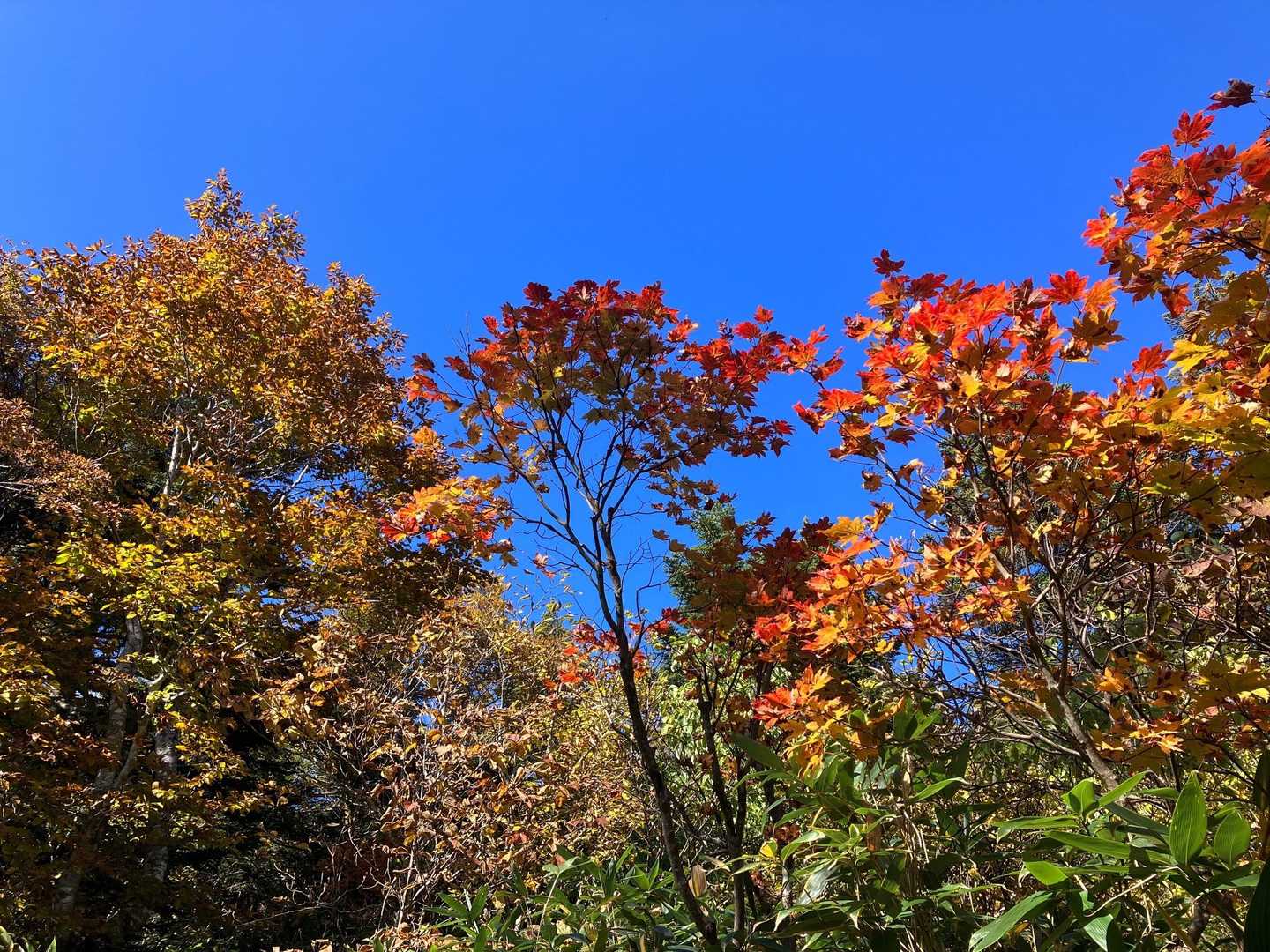 【 紅葉🍁の名言集】
例えやり残しがあったとしても、みんなじっと座って木の葉の色づくのを眺めるべきだ。
エリザベス・ローレンス