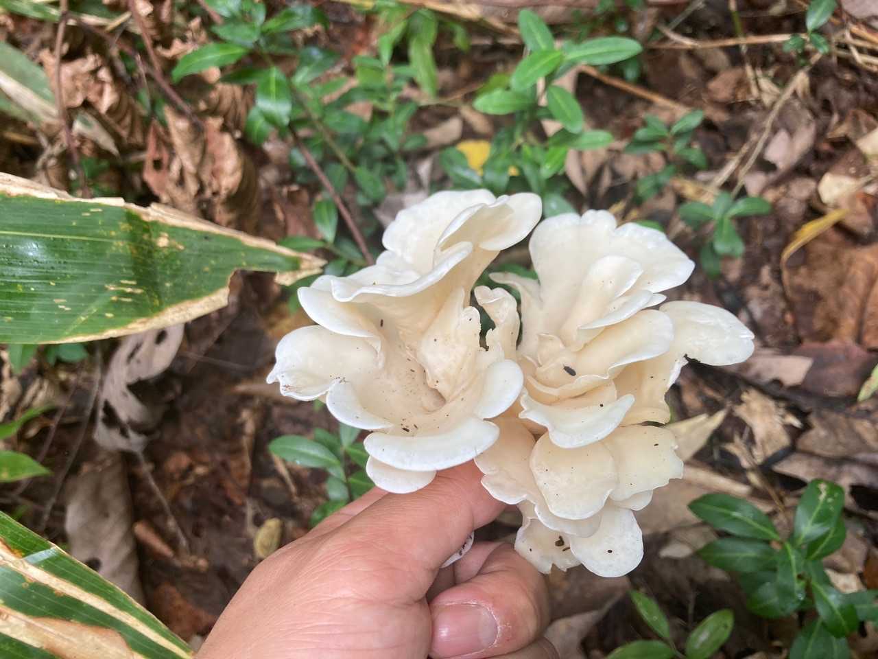 立派なスギワカエ🍄