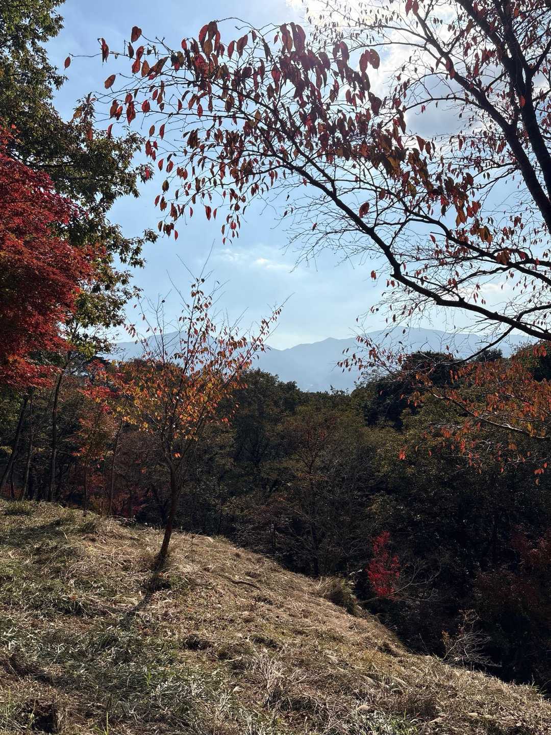あの2峰がここでも‼️