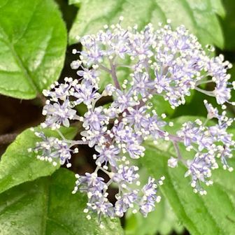 小紫陽花がかわいい♡