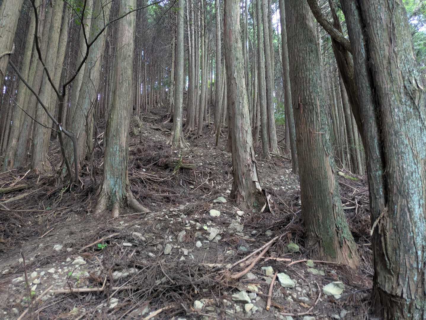 経ヶ塚山-熊ヶ岳-大峠 縦走コースの写真