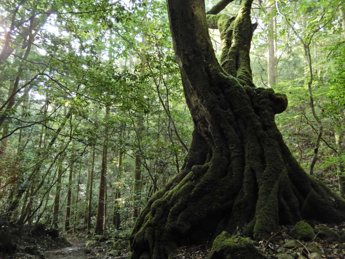 横倉山 周回コースの写真