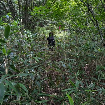 頂上近くは、笹が多かった