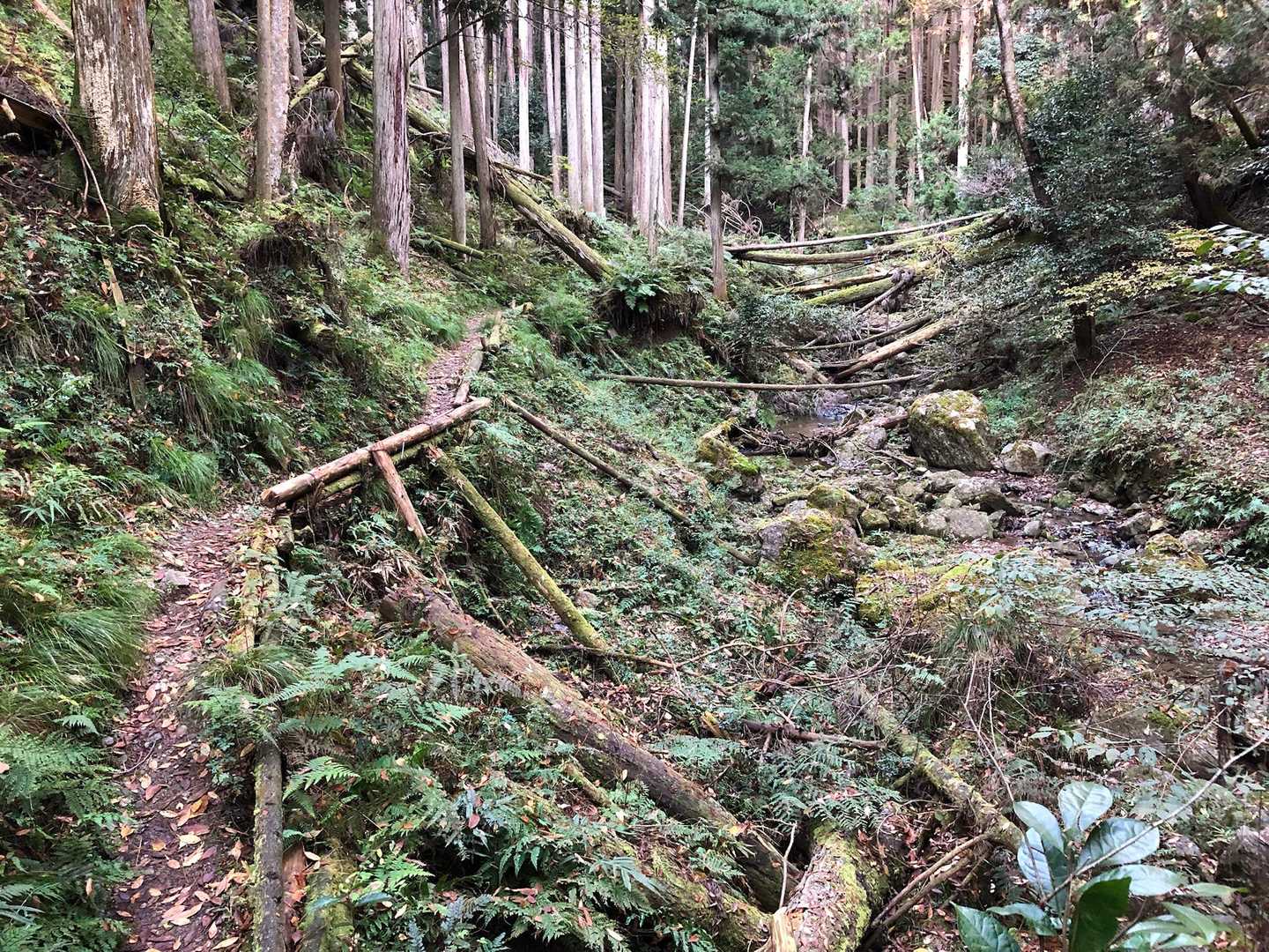京都一周トレイル 北山西部コースの写真