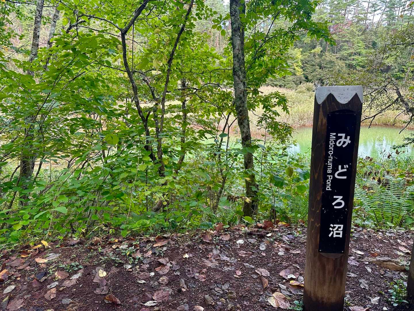 みどろ沼