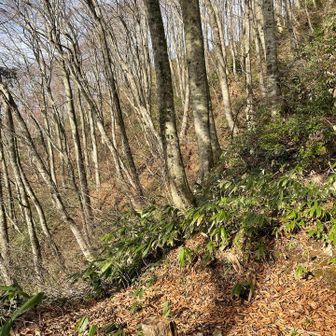 ブナ林が現れました