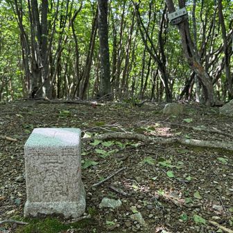 木に囲まれた木梶山🌲
