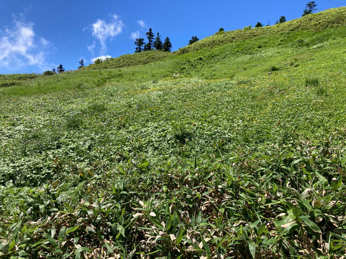 金山（金山登山口）の写真