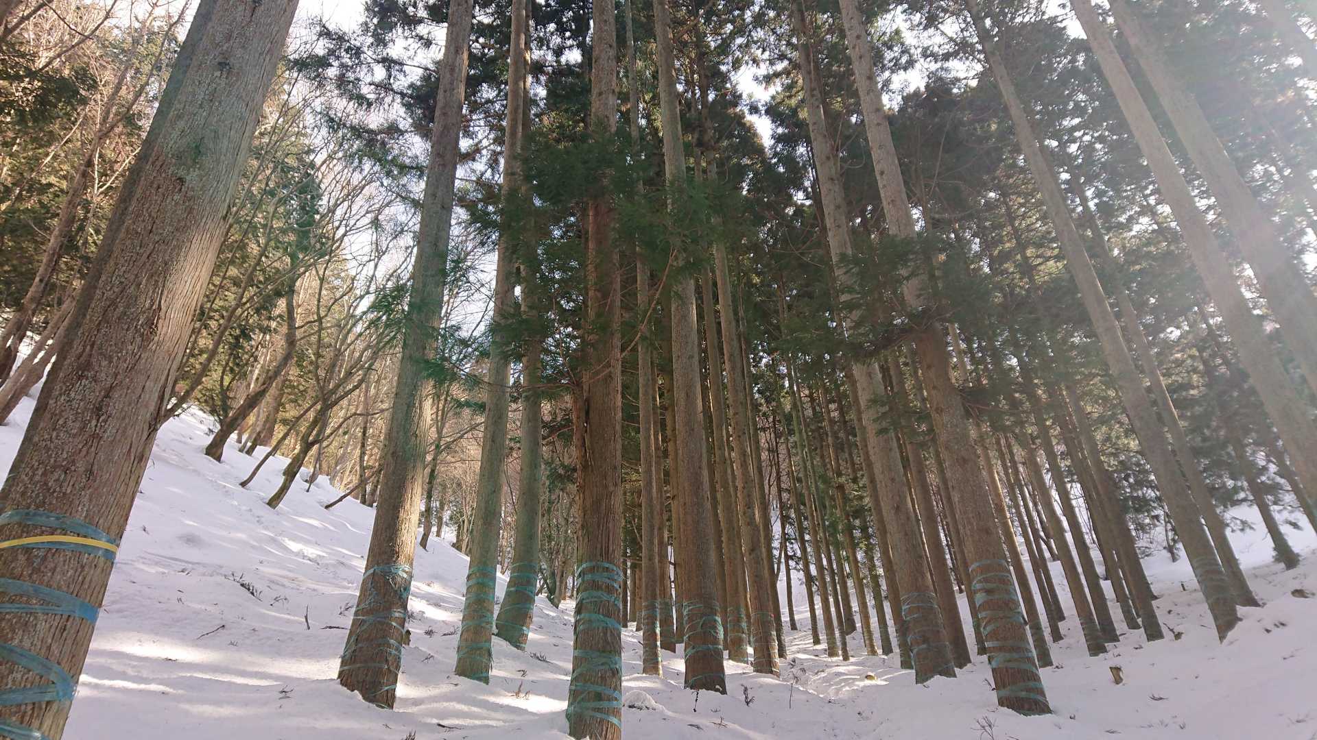アラキ峠-権現山 往復コースの写真