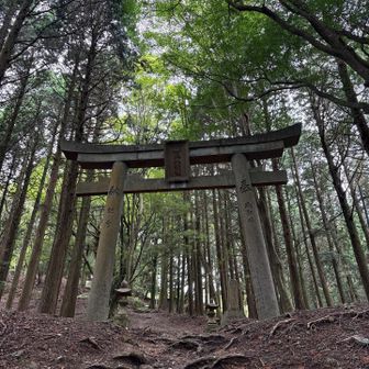 急登を頑張って登ると、大きな鳥居が見えてきます💦
この鳥居が見えるとホッとするのです😊