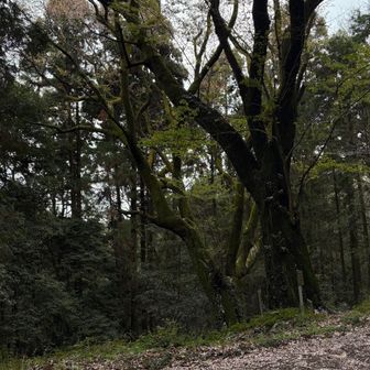 平安桜　
地面の花びらは少ない気がする
風で飛んだか？