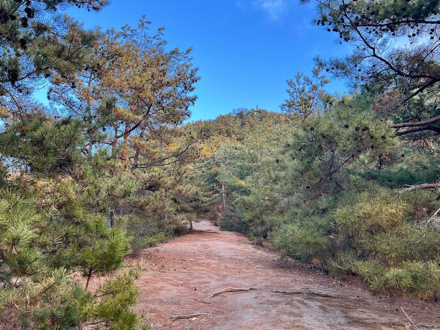 櫓門口登山道入口-本城跡-桝形城山 往復コースの写真