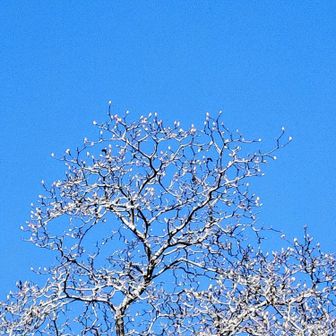 青空🔷と白い実（芽？）のなる木