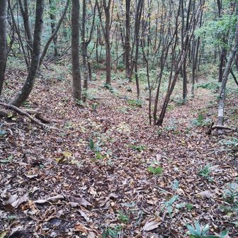 ここも登山道？みたいですが、道になってません。しかし、十二分にましですw