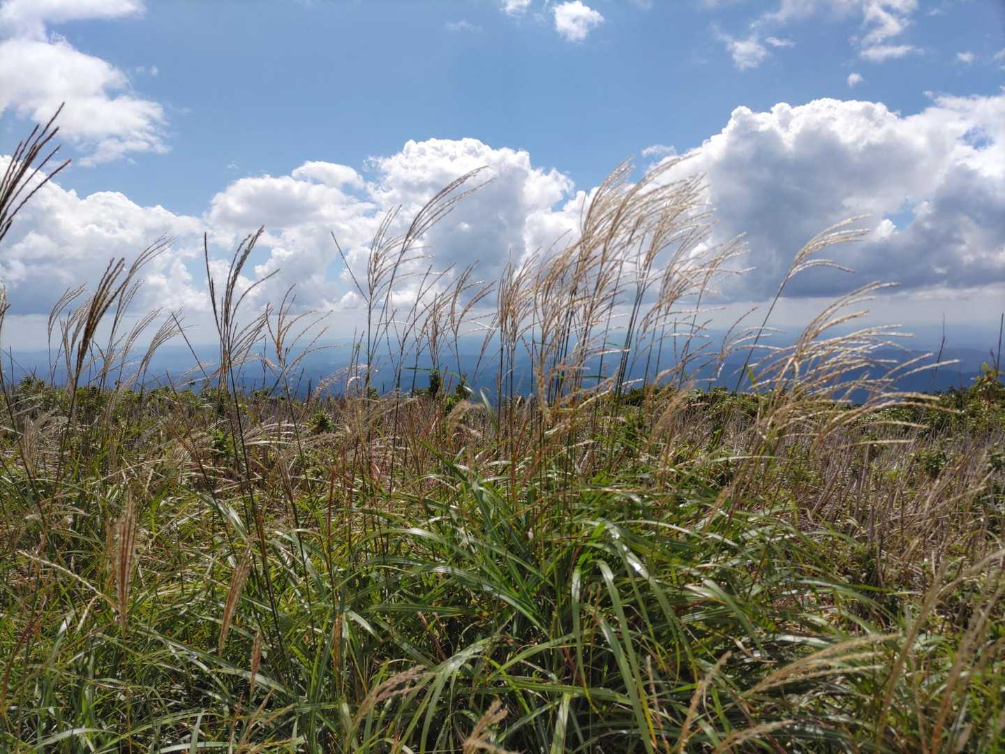 ススキ🌾