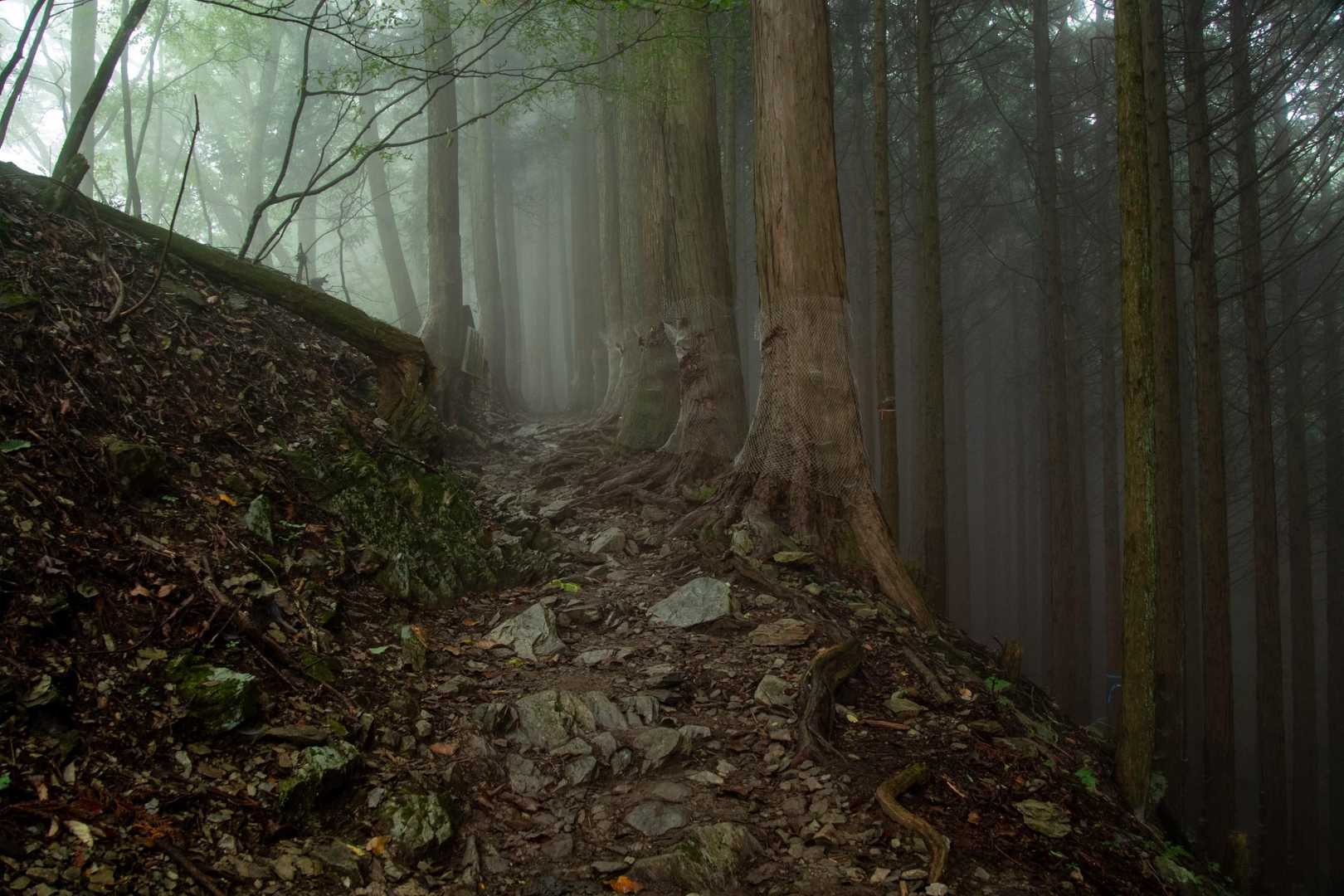ここから登山道になります
