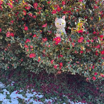 前日に降った雪、日陰はまだ残ってる❄️

先日お洗濯してもらったのにチクチクします😹
　　　　　　　　　　　　　　こにゃ