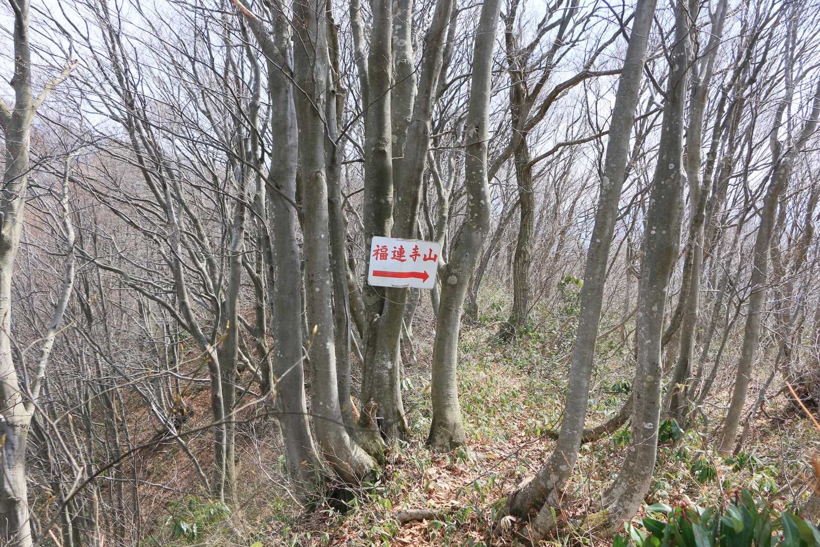 この標識を右へ
真っすぐにも踏み跡がありました