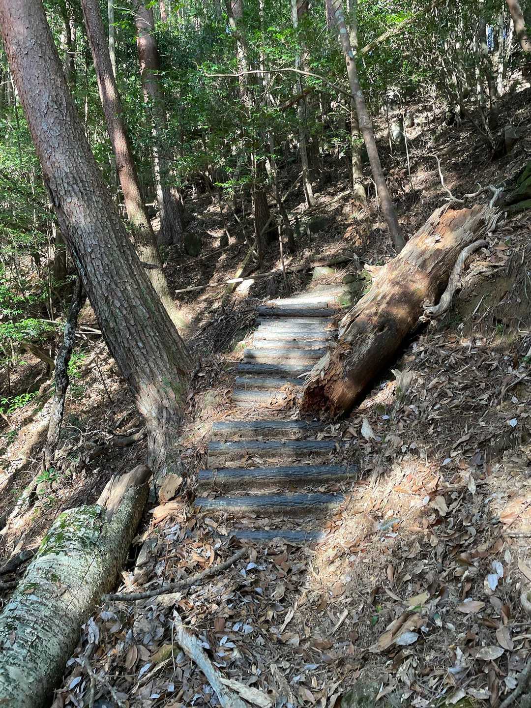急登から始まります🥾