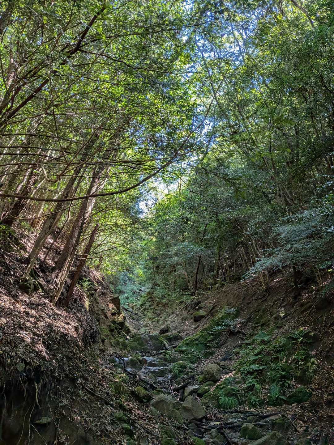 桜谷遊歩道登山口-九千部山 往復コースの写真