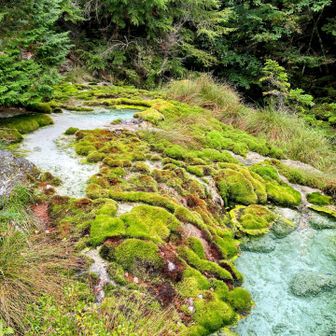 水中の苔や湯の花、光の具合が重なって独特の色になるそうです✨✨✨
