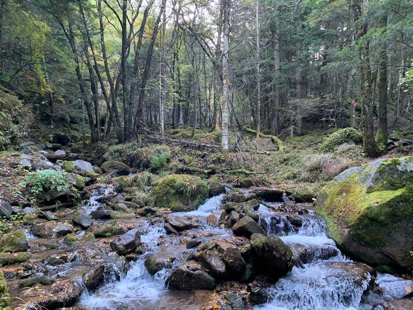 SAWAYAKA🌱