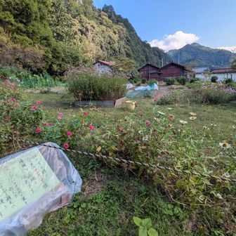 ココにもアサギマダラが!?
見たかった…