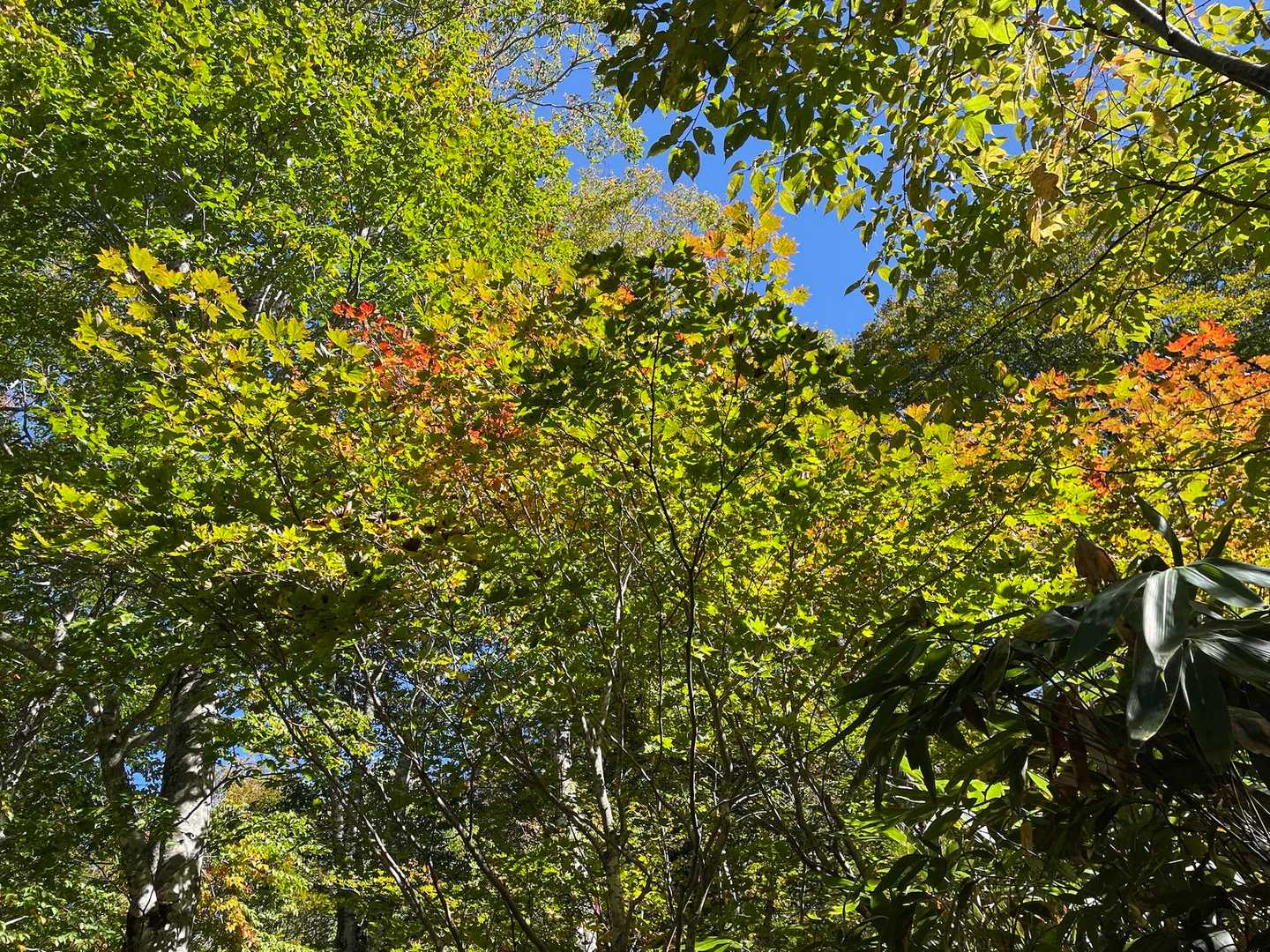 少しだけ紅葉してるところを切り取ってます😜