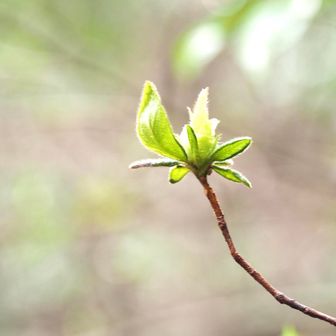いろんな木々に
若葉が出てきているのも新鮮で楽しい