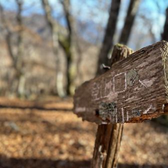 ここから落ち葉で踏み跡🍂分からず
好きなところをとりあえず下ってみたwww