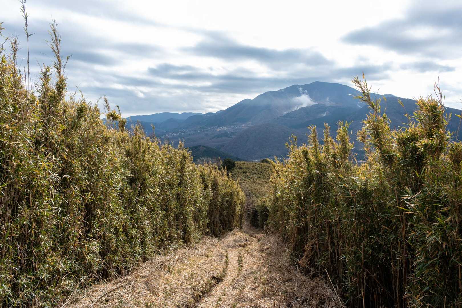 箱根外輪山（ガイリーン）周回コースの写真