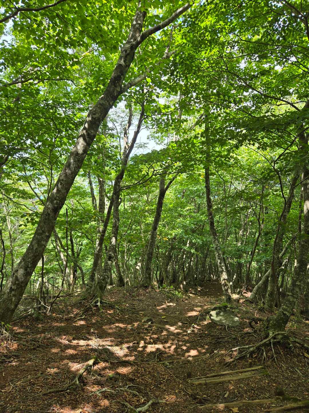 1200高地へ向かいます