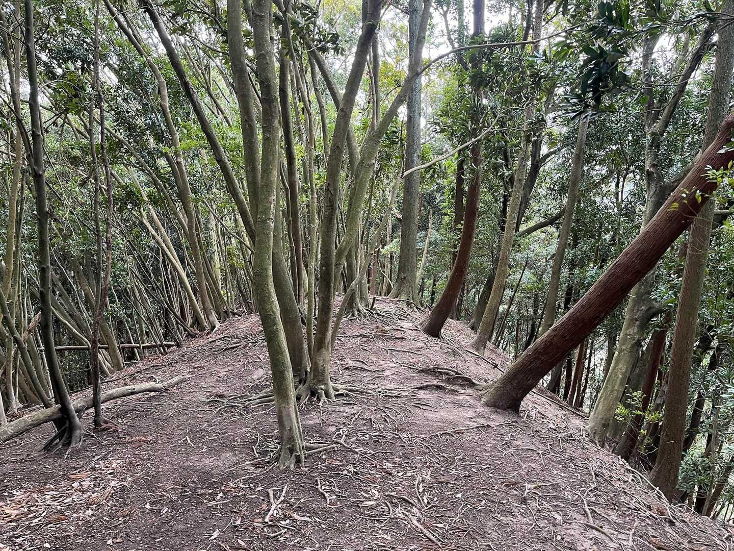 尾根道