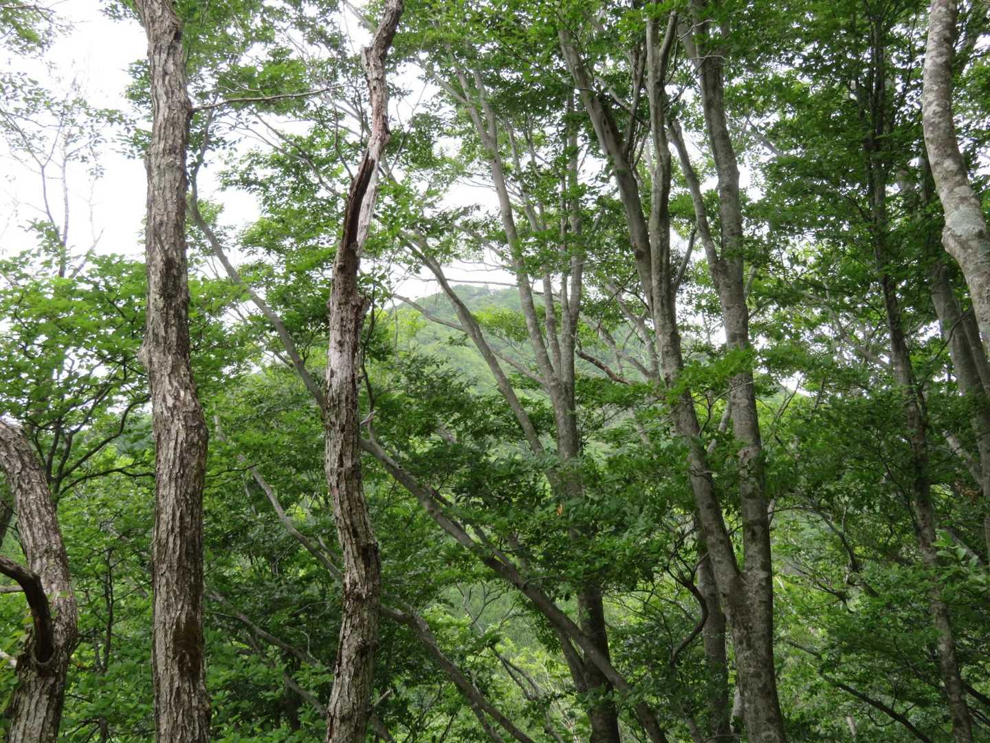 木の間から山頂付近がチラリと見えました👀