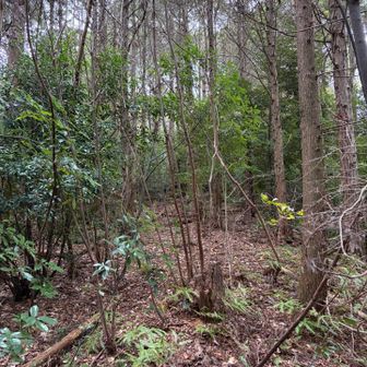 途中まで軽い藪