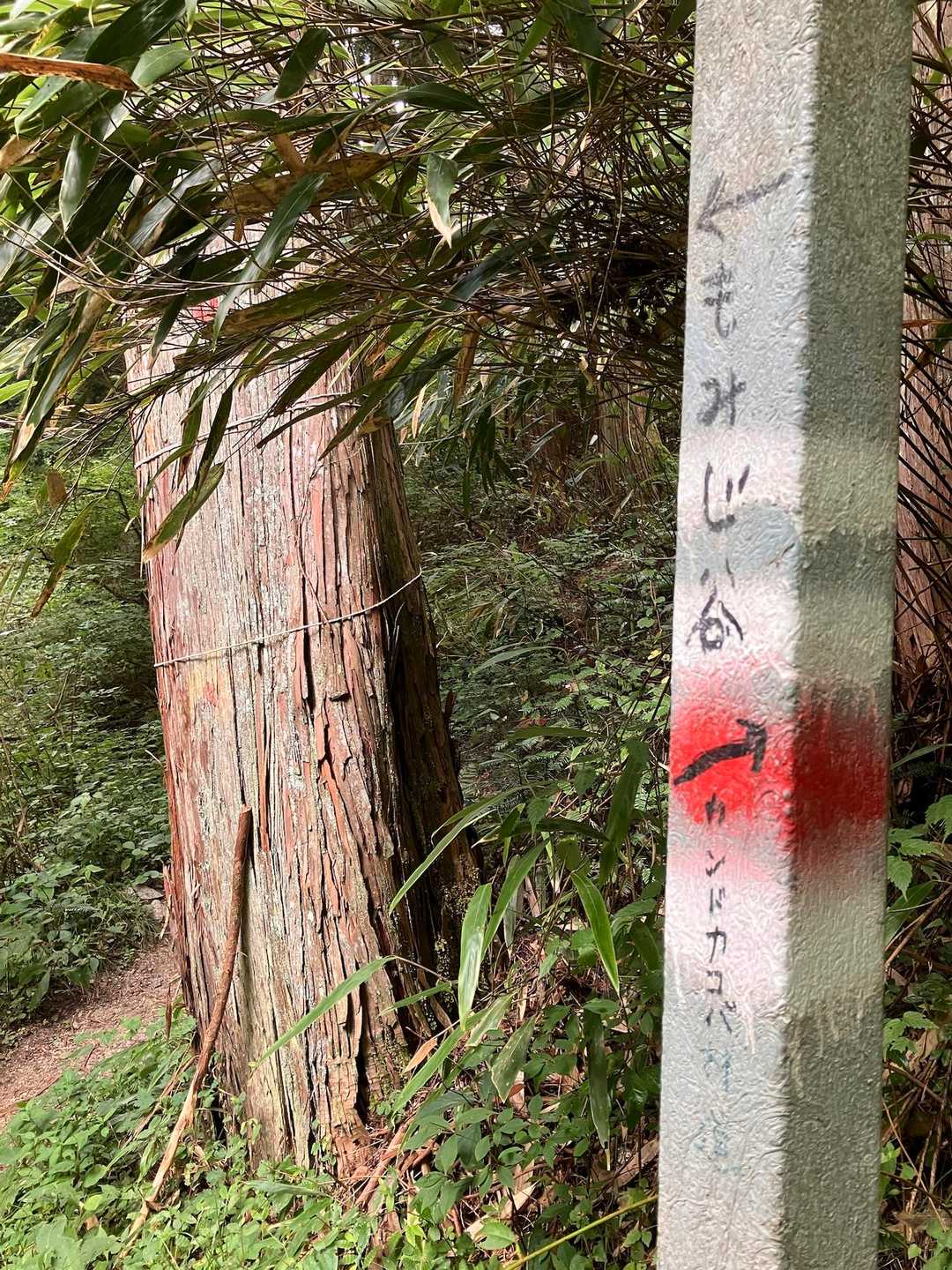 水越峠-金剛山 往復コースの写真