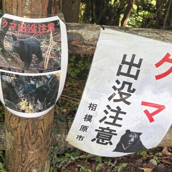 クマ🐻出没注意⚠️ですよね、クマさん居ますよね。なので、熊鈴の他に音楽ガンガン流してましたのよ
