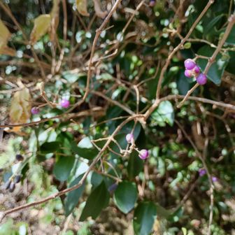 ムラサキシキブ🟣