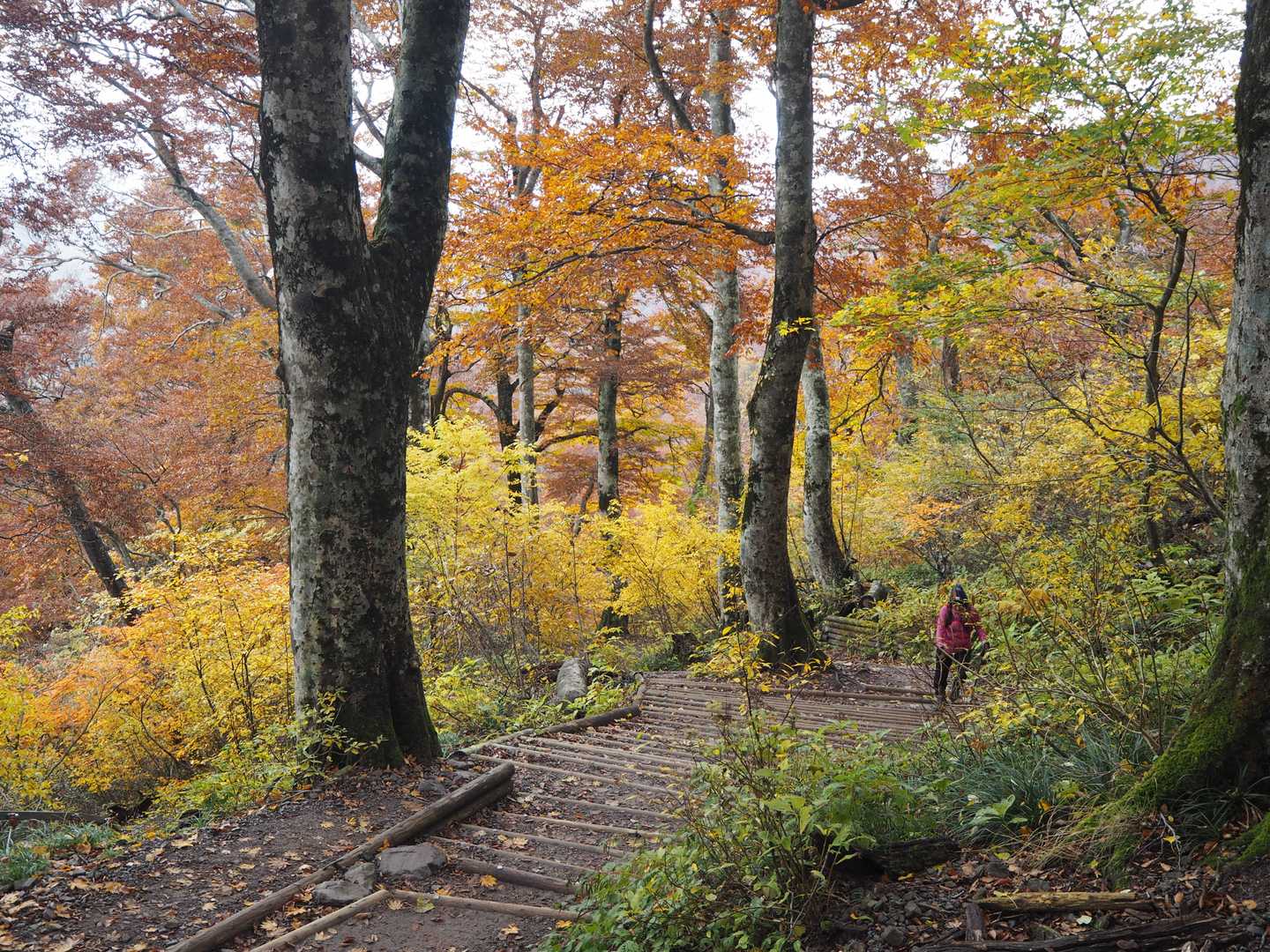 ちょうど紅葉の時期に来れたのはラッキー