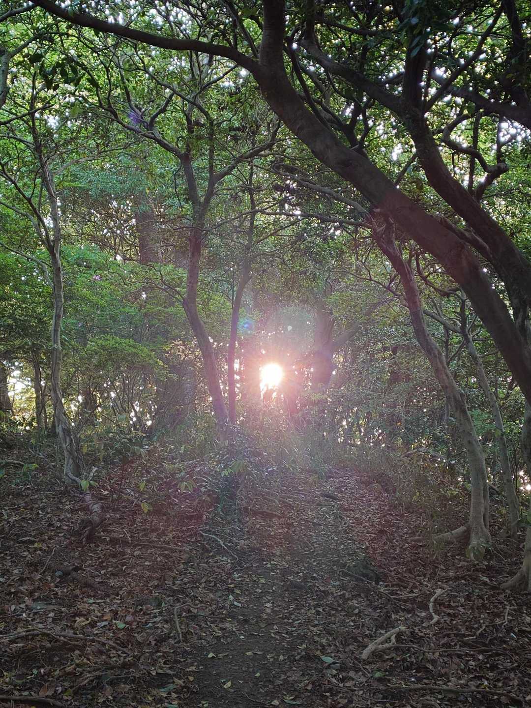 眉山 往復コースの写真