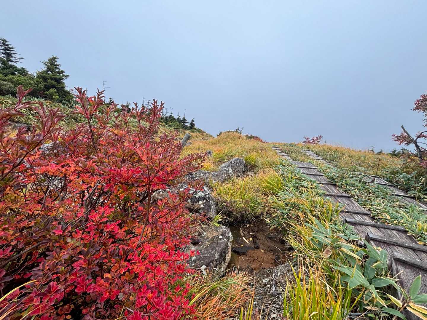 祓川登山口-山頂駅-神楽ヶ峰-苗場山 縦走コースの写真