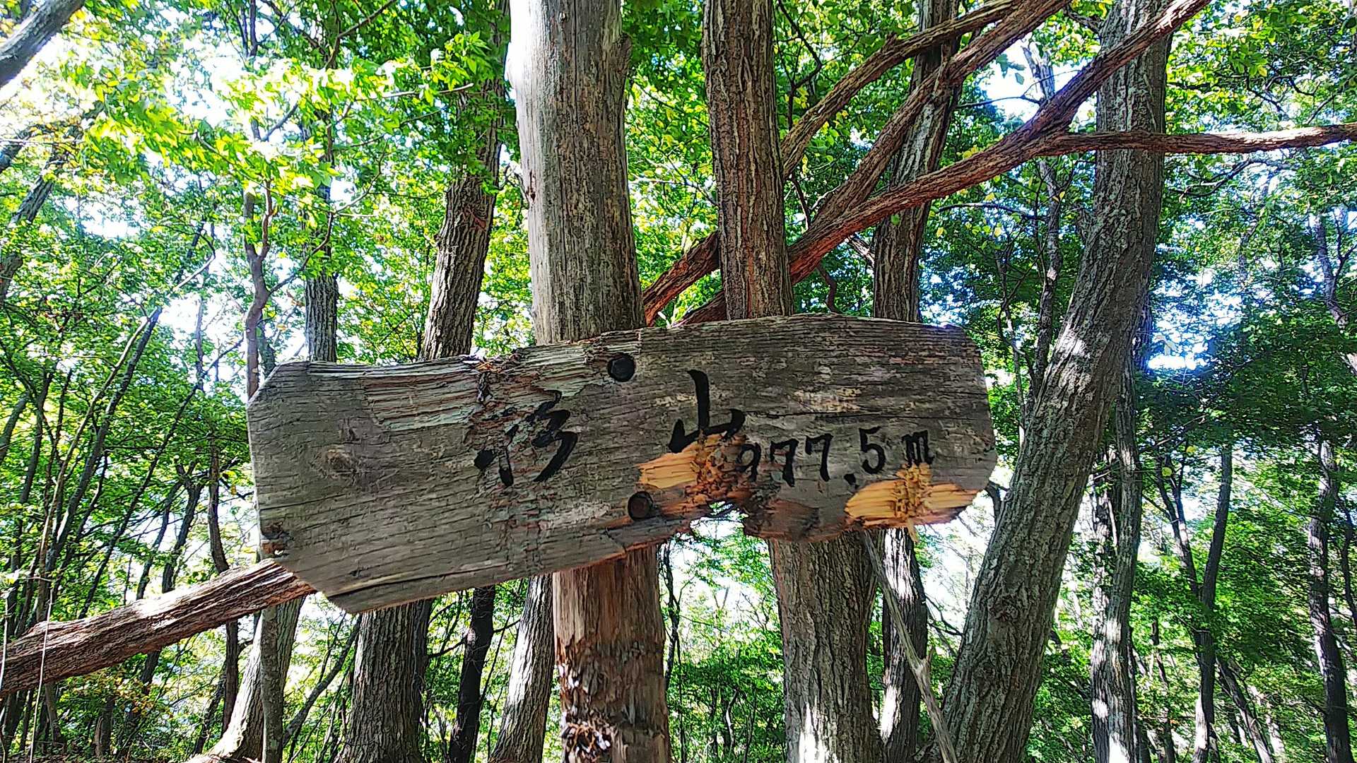 もう少し行って杉山山頂。
ここも眺望はなし。