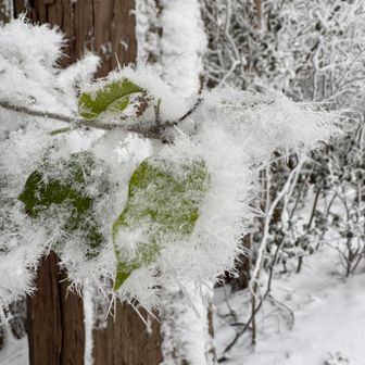 トゲトゲ霧氷❄️✨
本当　楽しませてもらいました🎶