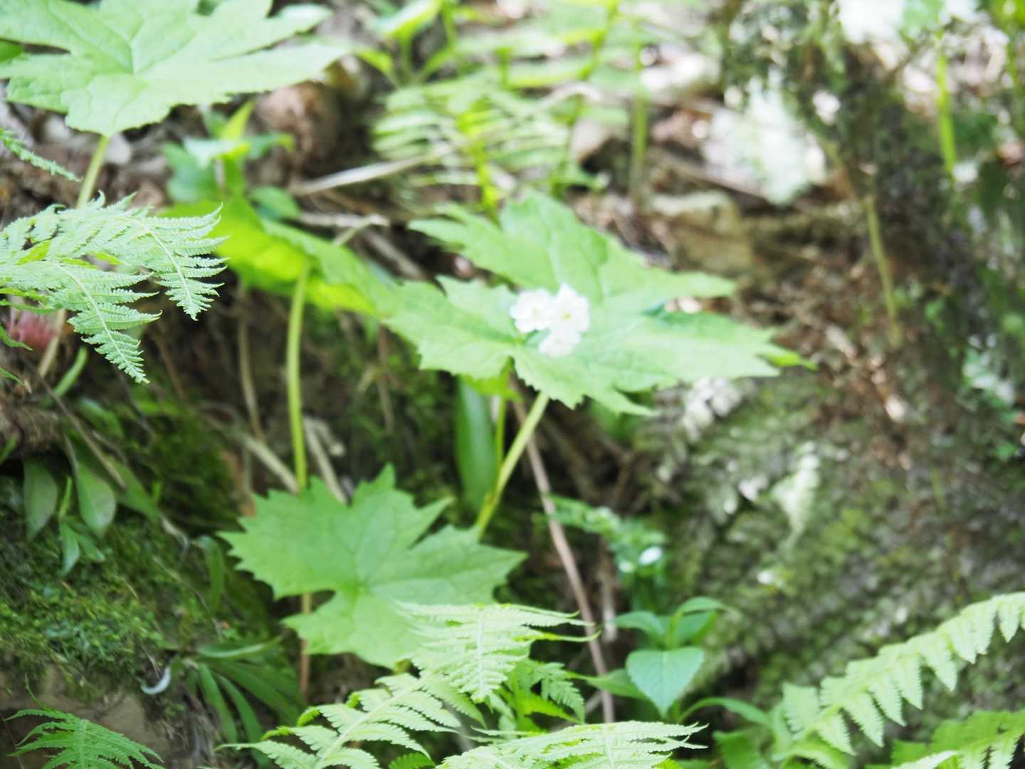 上手く撮れてなかった😅
けど、サンカヨウを一輪発見♡