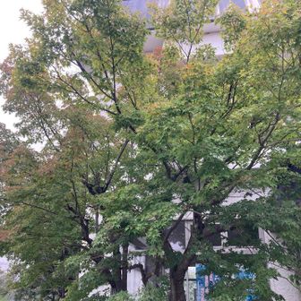 例年、古墳横の木の紅葉が綺麗です