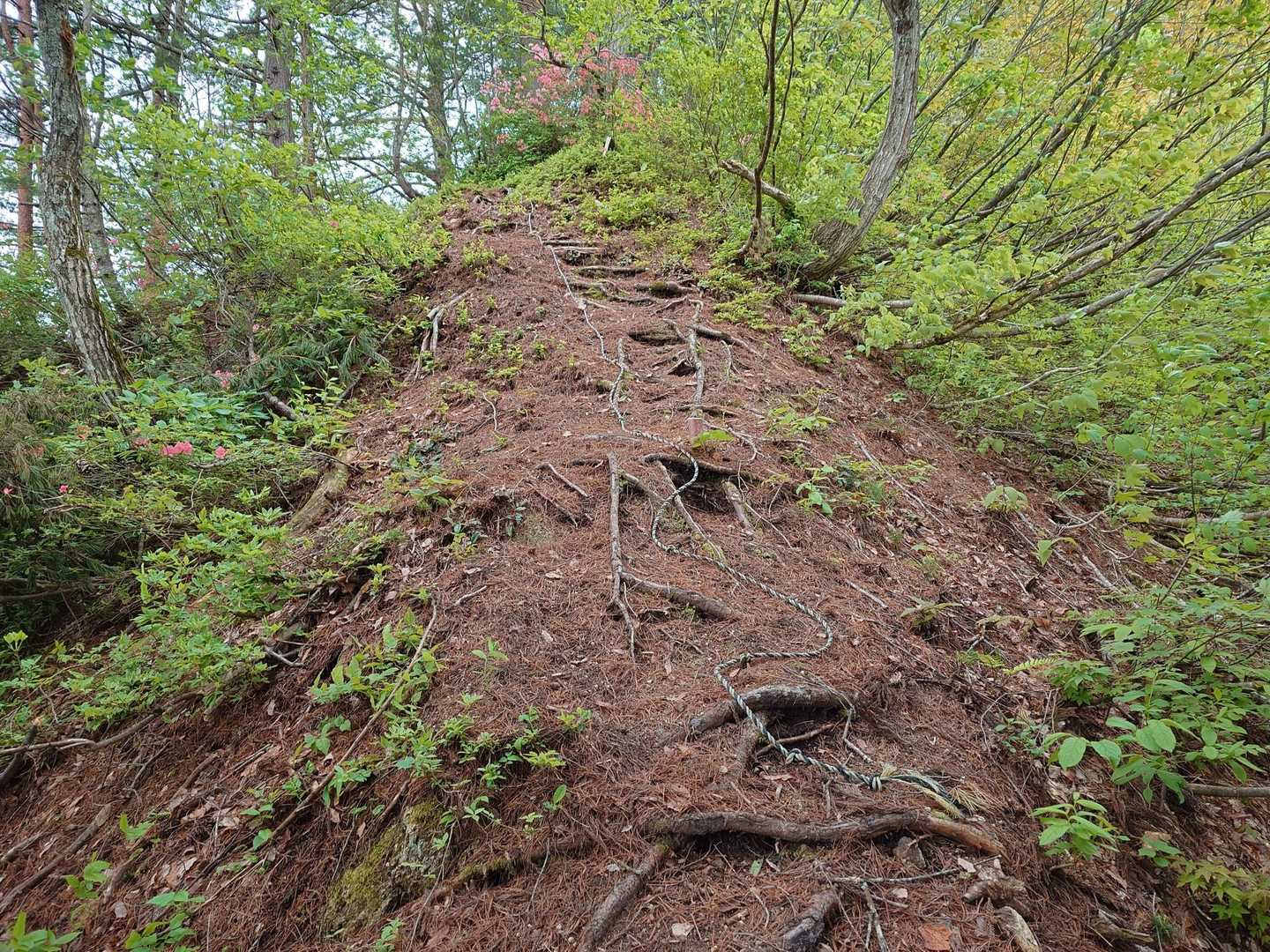 尾白山 往復コースの写真