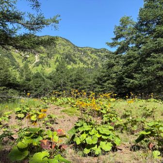 山道両脇🌼マルバタケブキいっぱい咲いてます♪