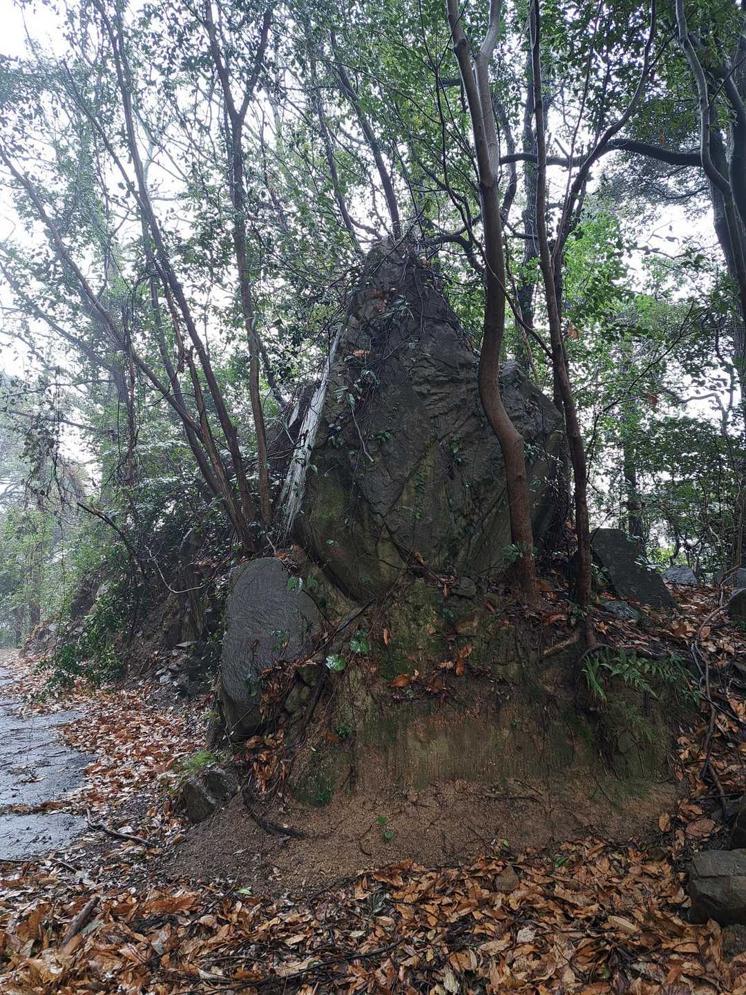 迫力のある岩塊
切通しの削り残しですね